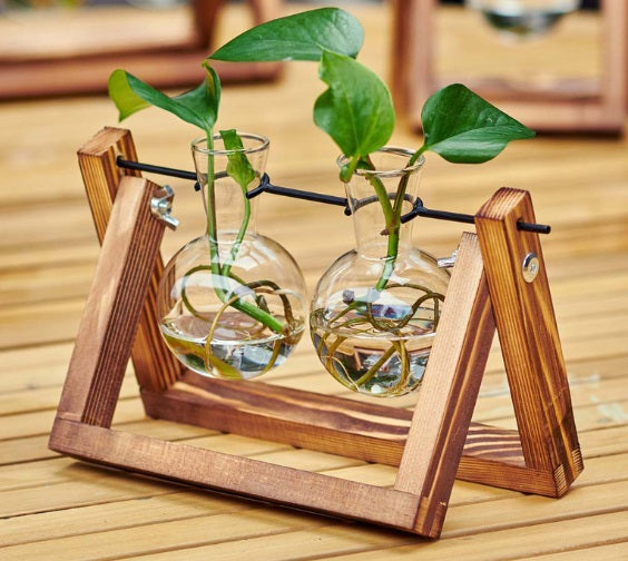 Plantas de decoración