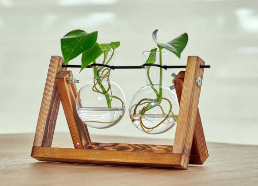 Plantas de decoración