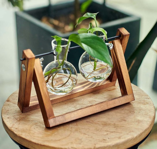 Plantas de decoración