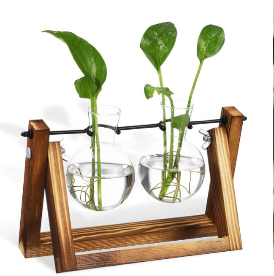 Plantas de decoración
