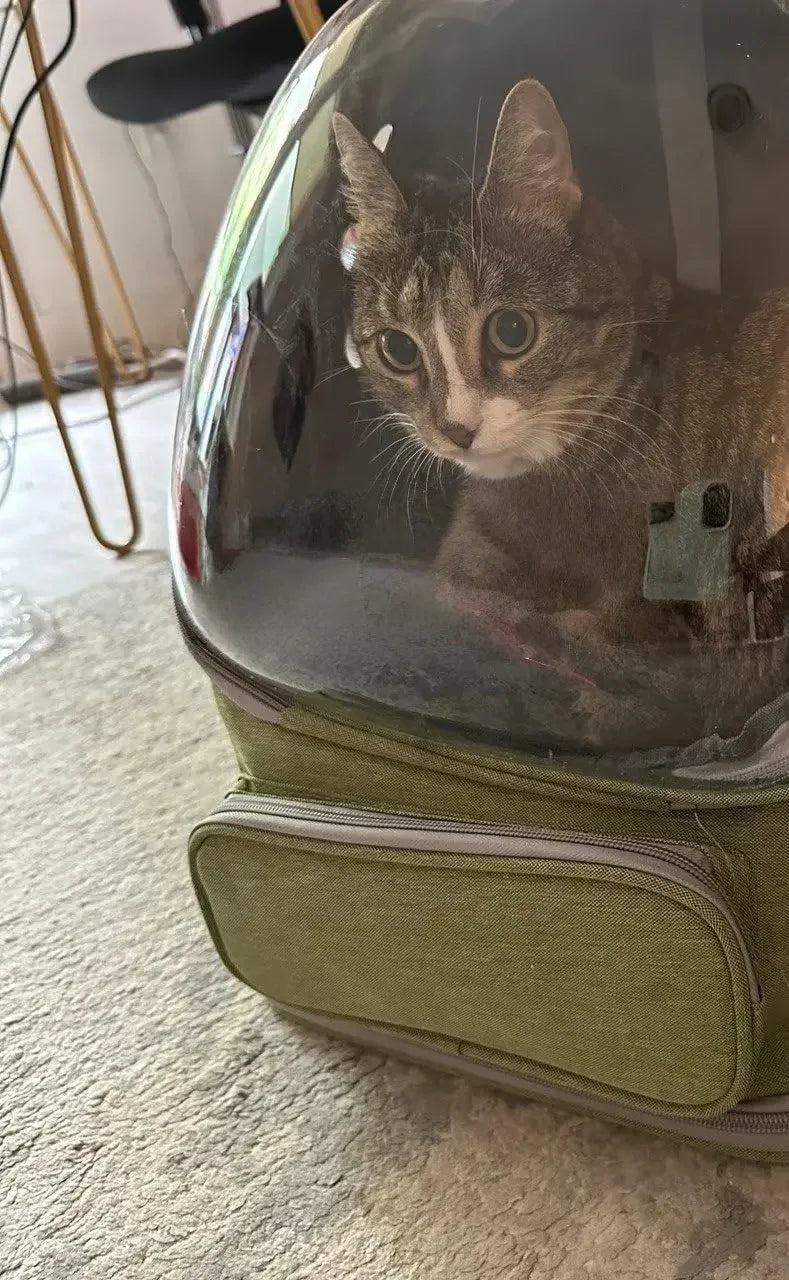 Mochila transparente para transportar mascotas, transpirable, para gatos y perros pequeños, ideal para viajes al aire libre